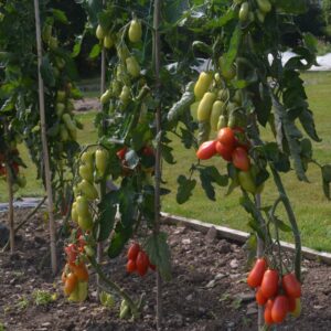 Tomato BOL-T-5505 F1