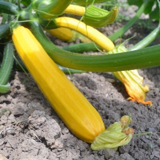 Courgette Ola Gabriella F1