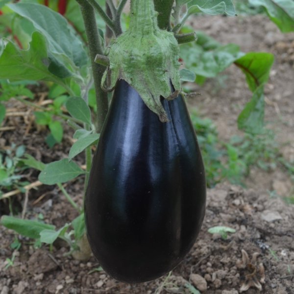 Aubergine Zora