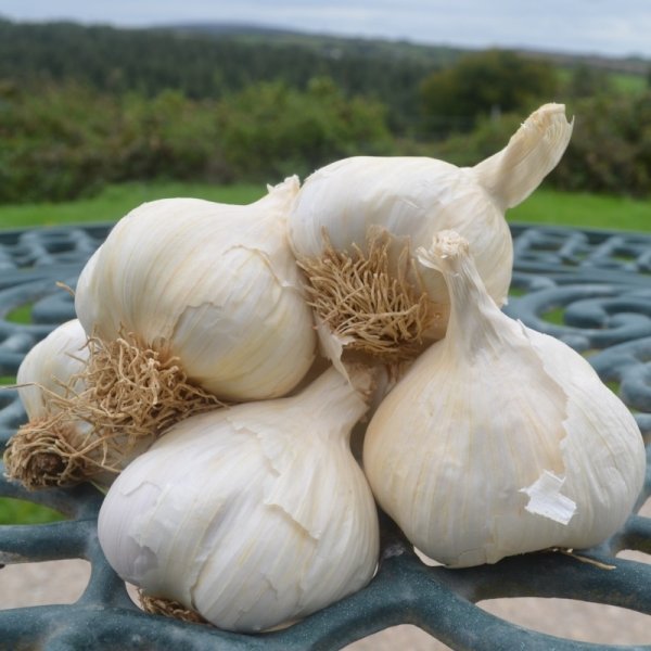 Garlic Flavor
