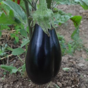 Aubergine Zora