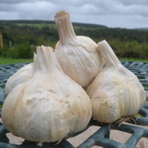 Garlic Rustisem