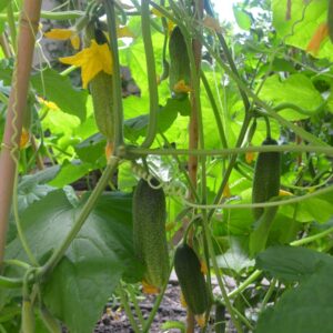 Cucumber Profi F1