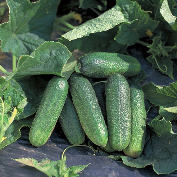 Organic Cucumber Profi F1 – Tamar Organics