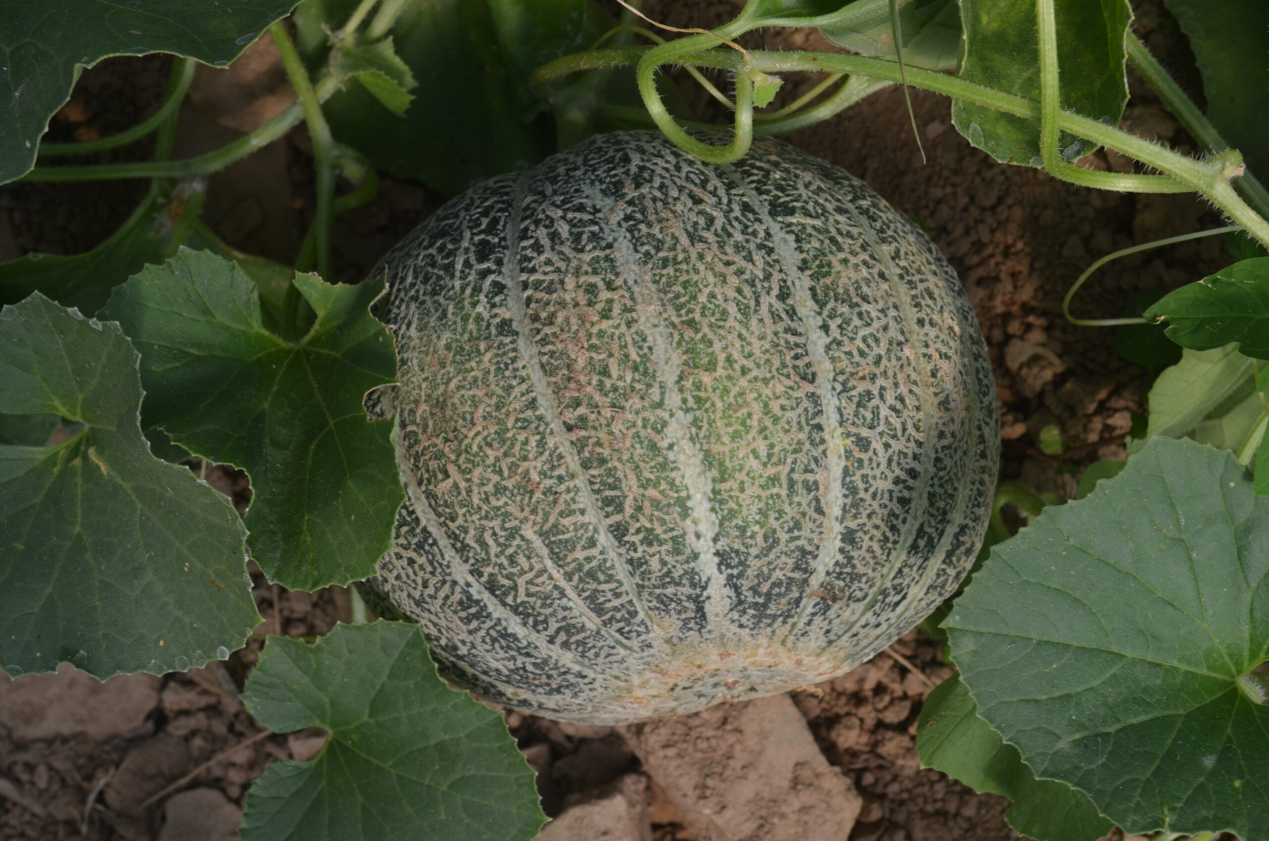 Organic Melon Green Nutmeg