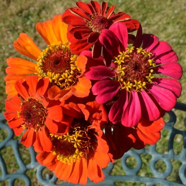 Flower Zinnia, Carroussel