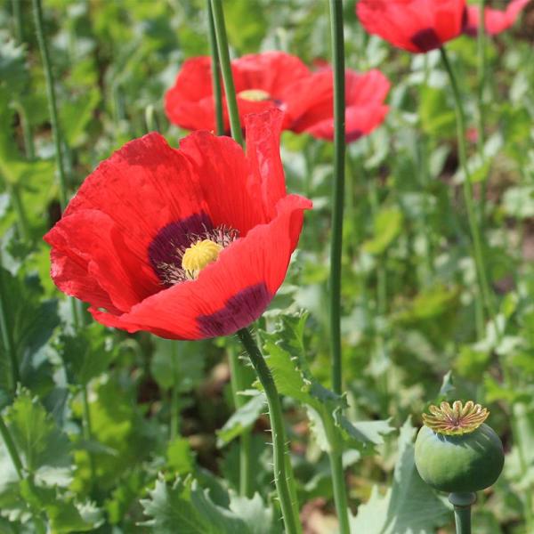 Organic Flower Poppy, Opium Poppy Red