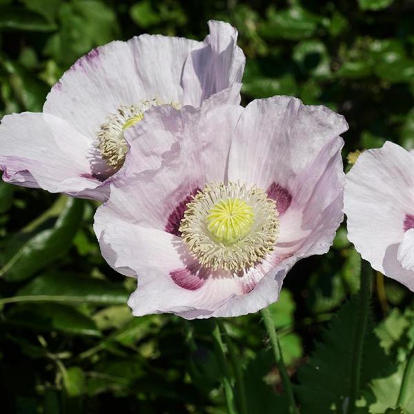 Organic Flower Poppy, Opium Poppy White