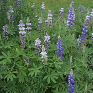 Lupin Dwarf Mixed