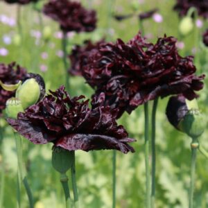 Organic Flower Poppy, Opium Poppy Black Paeony