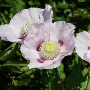 Organic Flower Poppy, Opium Poppy White