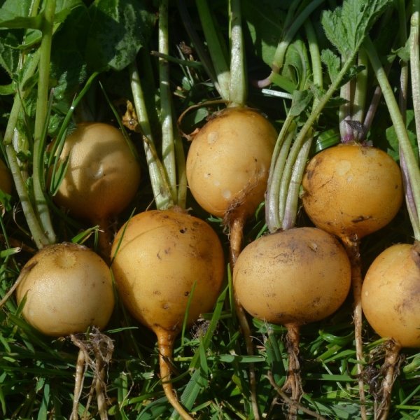 Radish Zlata