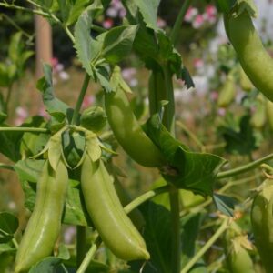 Organic Pea Delikett