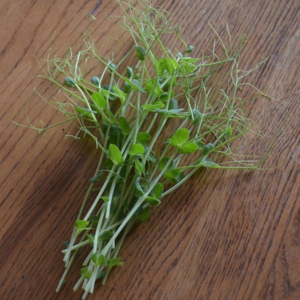 Sprouting Pea