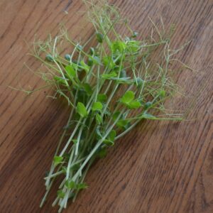 Sprouting Pea