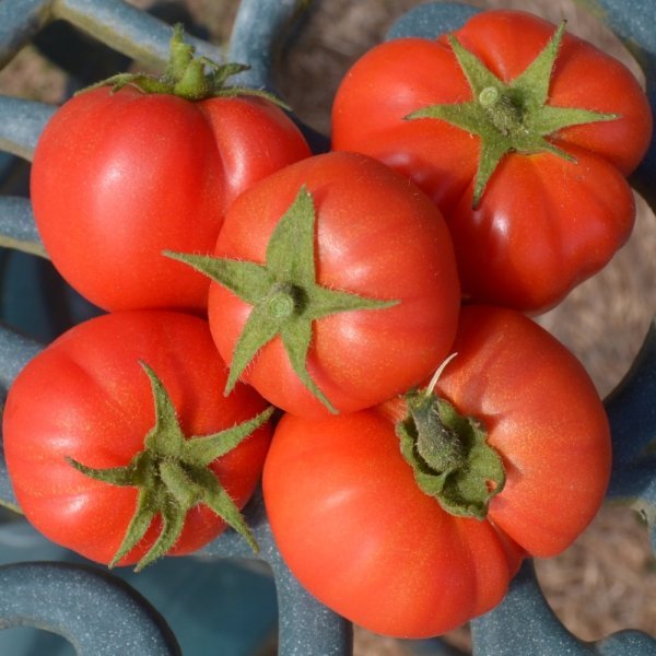 Tomato Gutingi