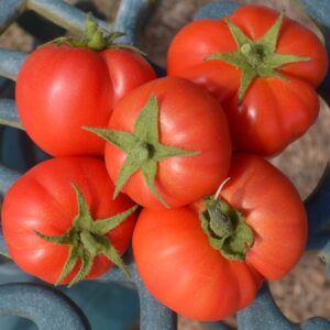 Tomato Gutingi