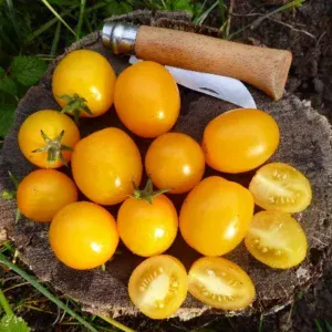 Organic Tomato Vivaoro