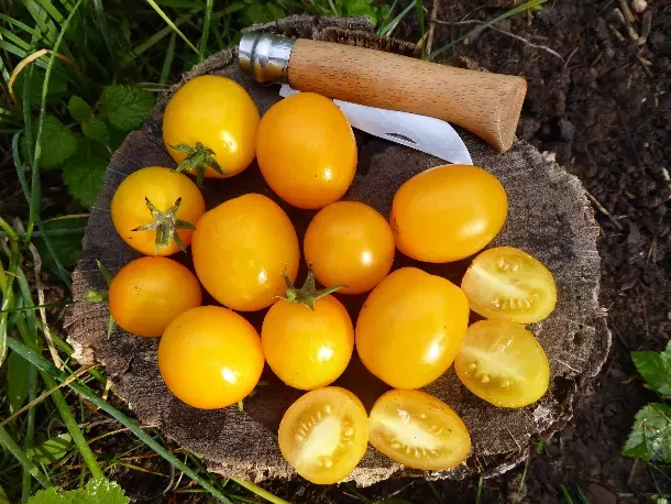 Organic Tomato Vivaoro