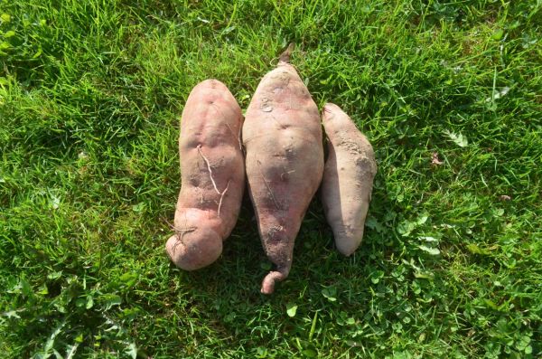 Sweet potato beuauregard