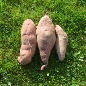 SWEET POTATO