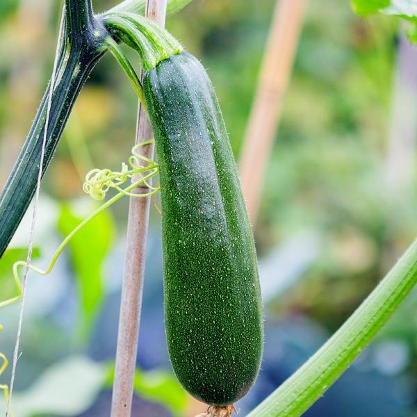 Organic Courgette Ola Escaladora