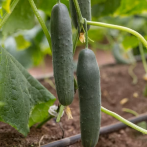 Organic Cucumber Caman RZ F1