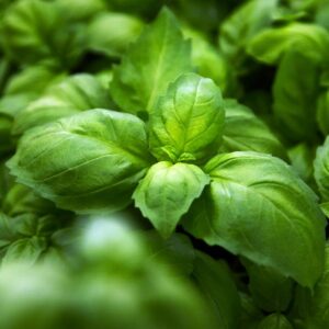 Organic Herb Basil Anise 'Ah Nice'